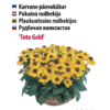 Karvane päevakübar 'Toto Gold' kollaste õitega.