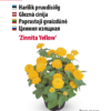 Kollane tsinnia taim potis